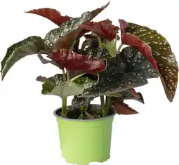 Intratuin Biologische Stippenbegonia (Begonia fibrous 'Cracklin Rosie') D 12 H 20 cm aanbieding