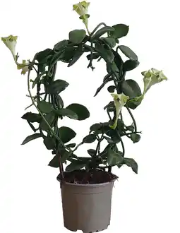 Intratuin Lantaarnplantje op boog (Ceropegia sandersonii) D 12 H 40 cm aanbieding