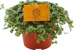 Intratuin Kanonplantje (Pilea depressa 'Sao Paulo') D 12 H 20 cm aanbieding