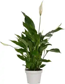 Intratuin Lepelplant (Spathiphyllum 'Strauss') D 13 H 50 cm aanbieding