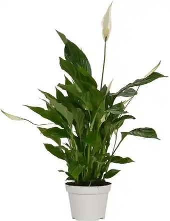 Intratuin Lepelplant (Spathiphyllum 'Strauss') D 13 H 50 cm aanbieding