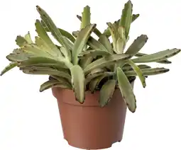 Intratuin Biologische Pandaplant (Kalanchoe tomentosa) D 11 H 15 cm aanbieding