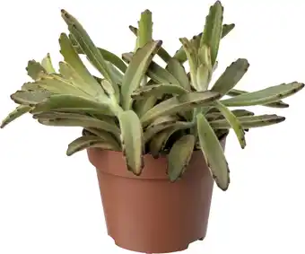 Intratuin Biologische Pandaplant (Kalanchoe tomentosa) D 11 H 15 cm aanbieding