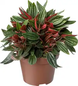 Intratuin Biologische Peperomia (Peperomia 'Rosso') D 11 H 15 cm aanbieding