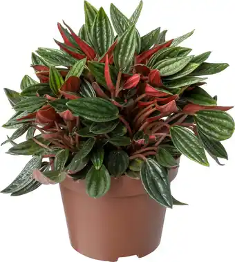 Intratuin Biologische Peperomia (Peperomia 'Rosso') D 11 H 15 cm aanbieding