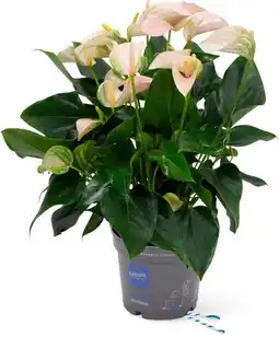 Intratuin Flamingoplant (Anthurium 'Joli Peach') D 17 H 55 cm aanbieding