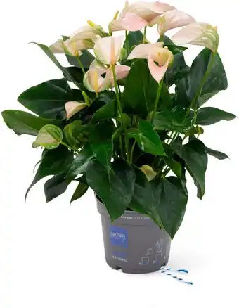 Intratuin Flamingoplant (Anthurium 'Joli Peach') D 17 H 55 cm aanbieding