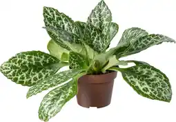 Intratuin Biologische Henckelia (Henckelia) D 11 H 15 cm aanbieding