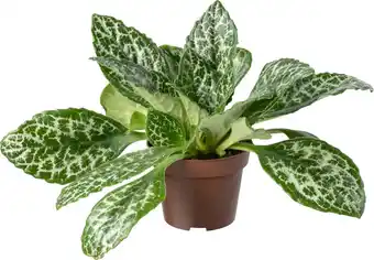 Intratuin Biologische Henckelia (Henckelia) D 11 H 15 cm aanbieding