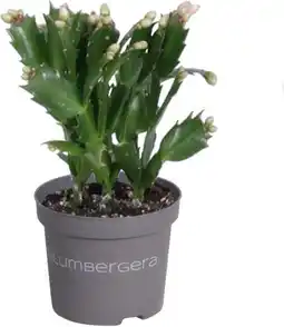 Intratuin Lidcactus (Schlumbergera truncata) oranje D 9 H 18 cm aanbieding