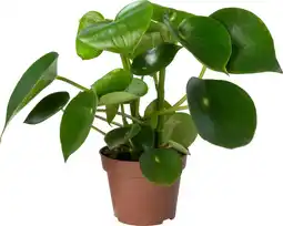 Intratuin Biologische Peperomia (Peperomia polybotrya 'Raindrop') D 12 H 15 cm aanbieding