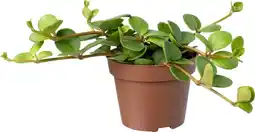 Intratuin Biologische Peperomia (Peperomia tetraphylla 'Hope') D 11 H 15 cm aanbieding