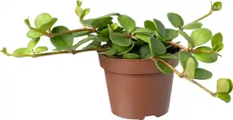 Intratuin Biologische Peperomia (Peperomia tetraphylla 'Hope') D 11 H 15 cm aanbieding