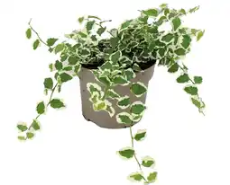 Intratuin Biologische bonte Kruipvijg (Ficus pumila) D 11 H 15 cm aanbieding