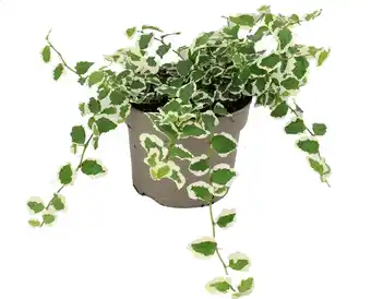 Intratuin Biologische bonte Kruipvijg (Ficus pumila) D 11 H 15 cm aanbieding