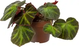 Intratuin Biologische Bladbegonia (Begonia soli-mutata) D 11 H 15 cm aanbieding