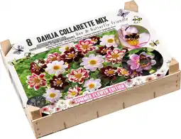 Intratuin Florex Big Box dahlia knol (Dahlia) bij en vlinder vriendelijk 8 stuks aanbieding