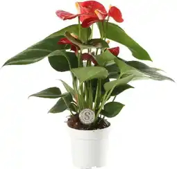 Intratuin Flamingoplant (Anthurium 'Red Champion') D 7 H 25 cm aanbieding