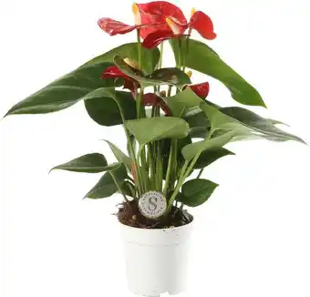 Intratuin Flamingoplant (Anthurium 'Red Champion') D 7 H 25 cm aanbieding