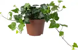Intratuin Biologische Klimop (Hedera) D 11 H 15 cm aanbieding