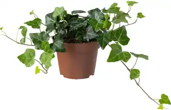 Intratuin Biologische Klimop (Hedera) D 11 H 15 cm aanbieding