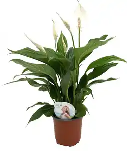 Intratuin Lepelplant (Spathiphyllum 'Sweet Silvio') D 14 H 60 cm aanbieding