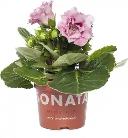 Intratuin Gloxinia (Sinningia 'Sonate Pink') D 12 H 25 cm aanbieding