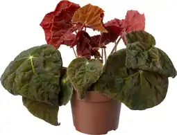 Intratuin Biologische Bladbegonia (Begonia 'Autumn Ember') D 11 H 15 cm aanbieding