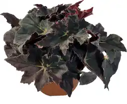 Intratuin Biologische Bladbegonia (Begonia heracleifolia) D 11 H 15 cm aanbieding