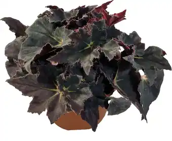 Intratuin Biologische Bladbegonia (Begonia heracleifolia) D 11 H 15 cm aanbieding