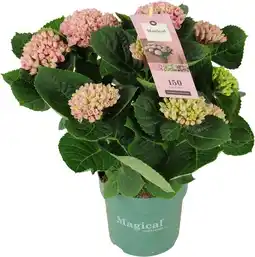 Intratuin Hortensia (Hydrangea macrophylla 'Magical Revolution') D 14 H 35 cm aanbieding