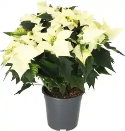 Intratuin Kerstster (Euphorbia pulcherrima 'Alaska White') D 19 H 50 cm aanbieding