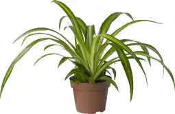 Intratuin Biologische Graslelie (Chlorophytum 'Hawaiian') D 11 H 15 cm aanbieding