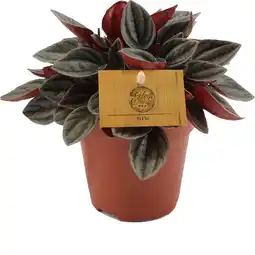 Intratuin Peperomia (Peperomia 'Santorini') D 12 H 20 cm aanbieding