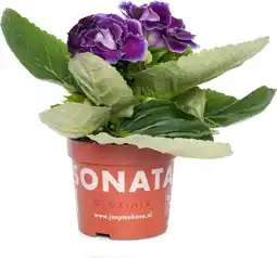 Intratuin Gloxinia (Sinningia 'Sonata Violet') D 12 H 25 cm aanbieding