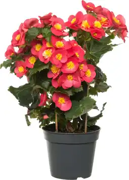 Intratuin Begonia (Begonia elatior 'Valentino') D 14 H 30 cm aanbieding