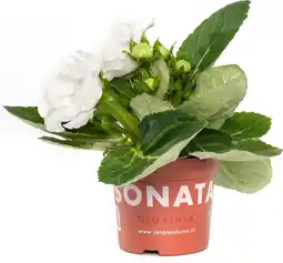 Intratuin Gloxinia (Sinningia 'Sonata White') D 12 H 25 cm aanbieding