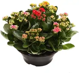 Intratuin Kalanchoë (Kalanchoë 'Special Tricolore') D 23 H 27,5 cm aanbieding