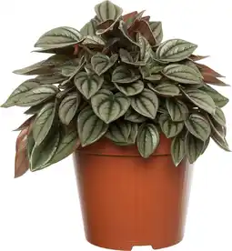 Intratuin Biologische Peperomia (Peperomia caperata) D 11 H 15 cm aanbieding
