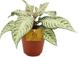 Intratuin Aphelandra (Aphelandra 'White Wash') D 12 H 30 cm aanbieding