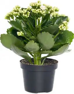 Intratuin Kalanchoë (Kalanchoë blossfeldiana) wit D 15 H 24 cm aanbieding