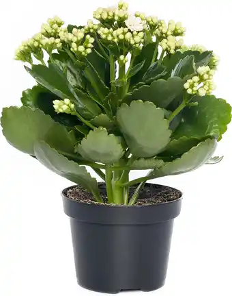 Intratuin Kalanchoë (Kalanchoë blossfeldiana) wit D 15 H 24 cm aanbieding
