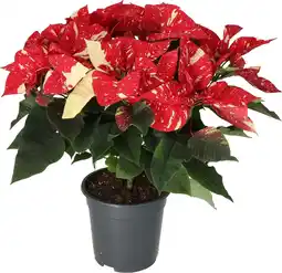 Intratuin Kerstster (Euphorbia pulcherrima 'Glitter') D 19 H 50 cm aanbieding