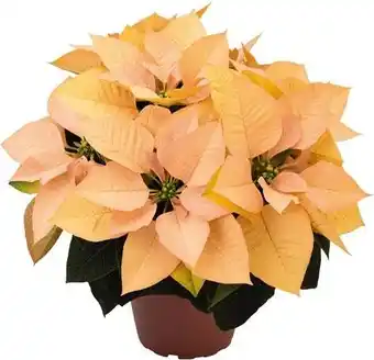 Intratuin Kerstster (Euphorbia pulcherrima 'Autumn Leaves') D 10,5 H 25 cm aanbieding