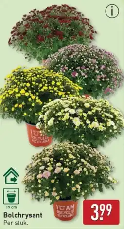 ALDI Bolchrysant aanbieding