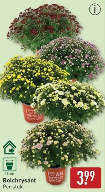 ALDI Bolchrysant aanbieding
