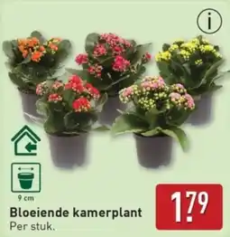 ALDI Bloeiende kamerplant aanbieding