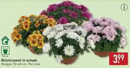 ALDI Bolchrysant in schaal aanbieding