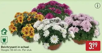 ALDI Bolchrysant in schaal aanbieding