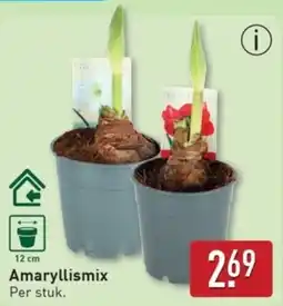 ALDI Amaryllismix aanbieding